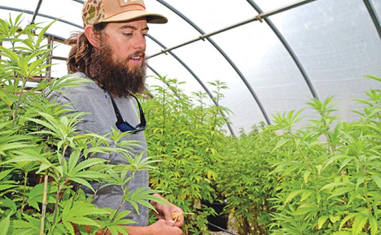“It grows so fast,” Gatlin Correia says as he shows hemp plants growing in one of the greenhouses on his farm. (Photo by Sinclair)