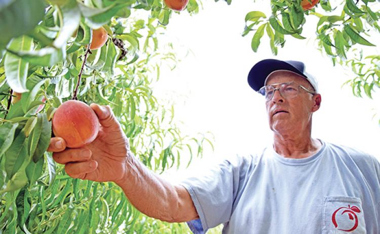 Scott Chitwood picks a peach off a tree at the family orchard on New Franklin Church Road. (Photo by Sinclair)