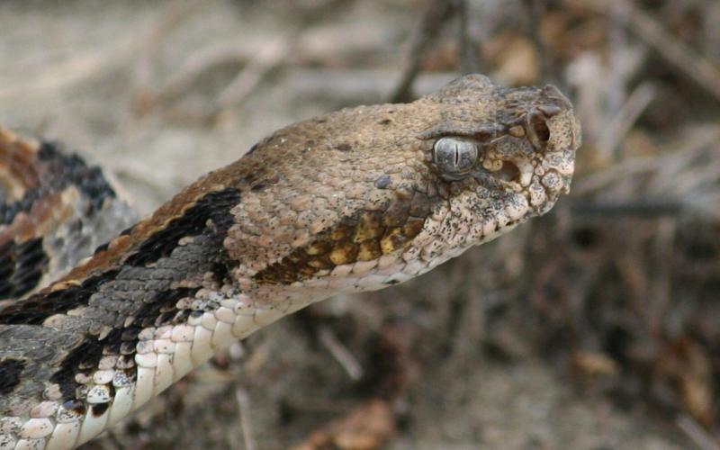 Timber rattler