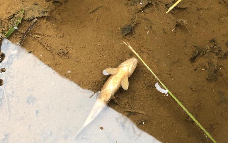 Residents along Indian Creek in northern Franklin County found stinking, black water in the creek Saturday and dead fish. It has been determined that the pollution came from runoff from fire suppressing efforts at the new energy plant on Highway 198.