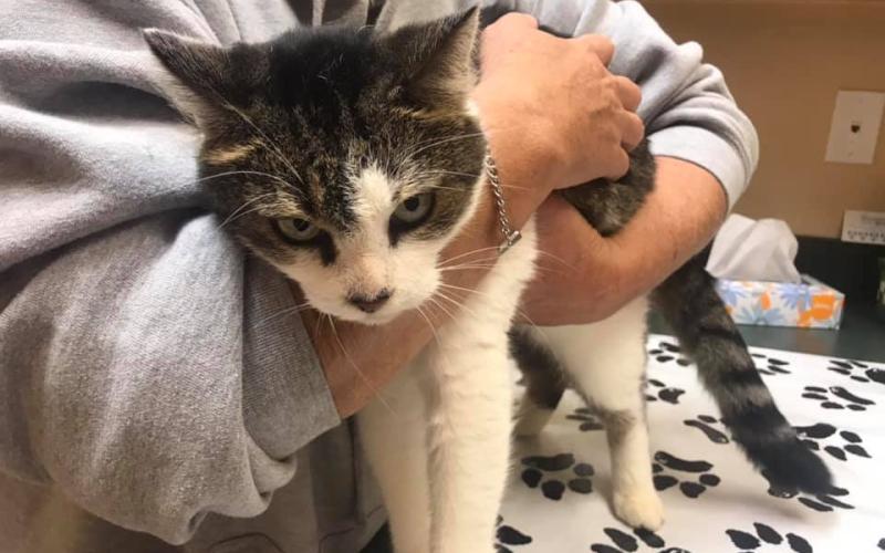 Sylvia the cat was reunited with owner Dorothy Hall after the feline was missing for seven months near Athens.