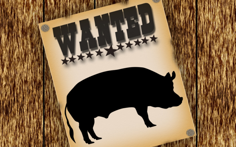 A porcine fugitive has been on the loose for more than a year in the area of the I-85 interchange in Lavonia.