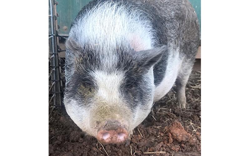 A pig on the loose for months near the I-85 South ramp in Lavonia was captured Saturday by an area animal rescue group. The group named the animal “DD,” for Dunkin Donuts, which is near where the pig had been living.