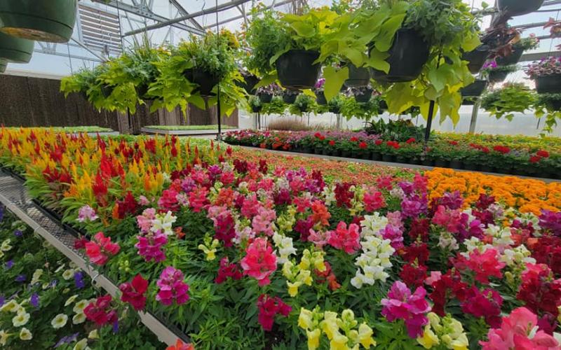 The sale will be at the Franklin County High School greenhouses.