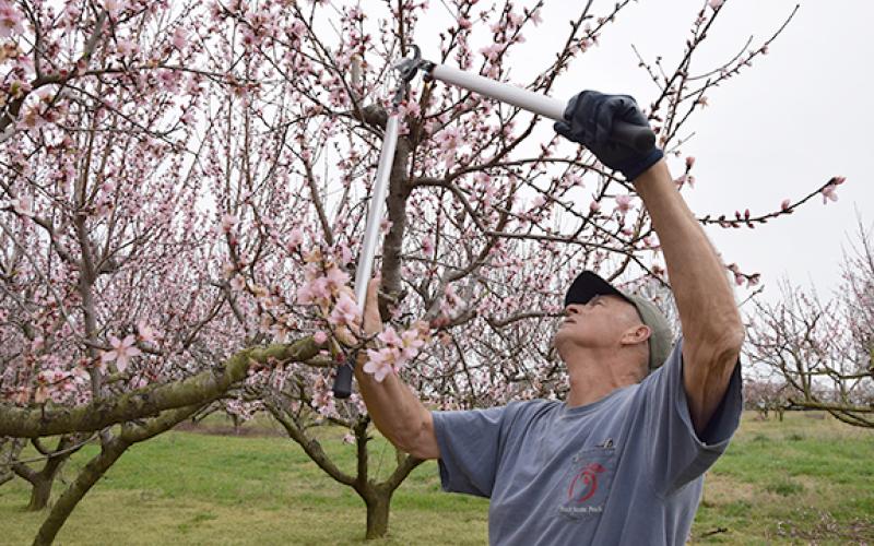 Scott Chitwood prunes an Early August Prince tree, focusing on branches with blooms. He typically starts pruning earlier since it takes a couple of months to complete the job, but learned that it’s better to wait until after a freeze. (Photo by Sinclair)