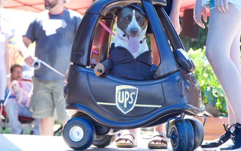 The Lavonia Chamber of Commerce held a Jeep Pet Fest Saturday in downtown Lavonia. The event included a jeep parade, vendors and a pet costume contest hosted by Peachy Paws at the Gazebo.