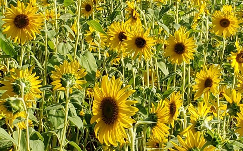 Yvette Hood honored her grandmother Bonnie Canady this summer with a third annual sunflower garden planted in memory of her.