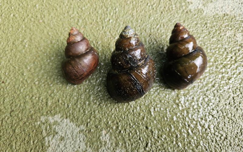 A member of the genus Cipangopaludina, Chinese/Japanese Mystery Snails have been found in multiple waterbodies within Georgia, now including Lake Lanier. 