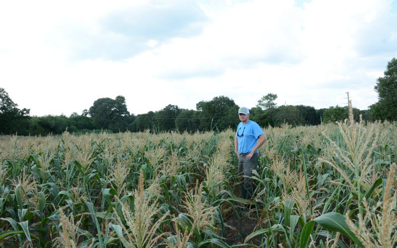 Cole Roper, owner of Cole’s Sweet Corn, surveys a field of late-planted corn that never grew above waist high. “This two-acre field is a total loss,” he said. “We’ll just bushhog it down.” Drought conditions since Memorial Day cut Roper’s sweet corn season three weeks shorter than normal. (Photos by Eavenson)