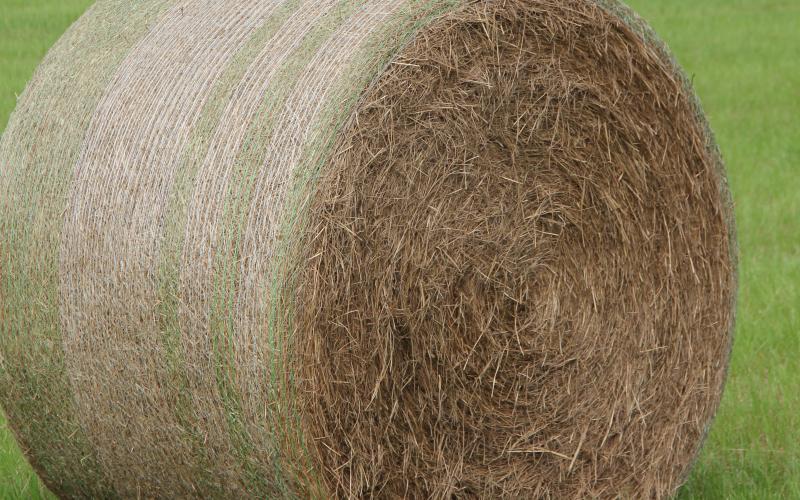 The Georgia Farm Bureau is accepting entries of dry Bermudagrass hay until Oct. 31 for its 2024 Quality Hay Contest.