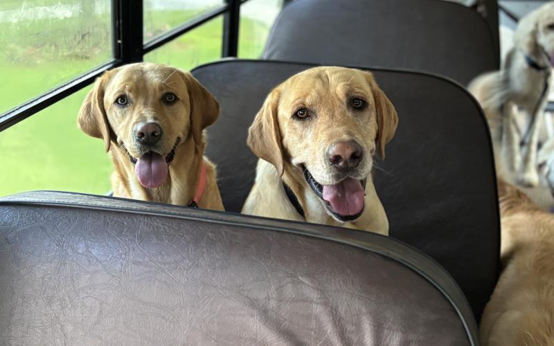 Waylon, a stray dog in the Carnesville community, chased a doggy daycare bus and ended up finding his forever home. He now gets to ride the bus to Keller Creek Board and Grooming with his new sister Nelli.