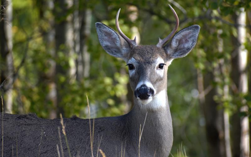 Drivers are reminded to be aware of deer while on the roads this fall.