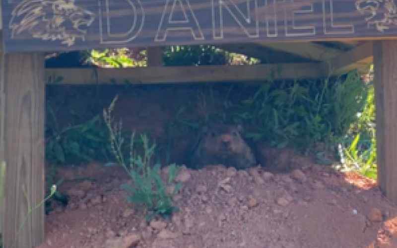 Daniel – or maybe Danielle – the Groundhog made a home, and had a home made for it, at Franklin County High School’s Ed Bryant Stadium.