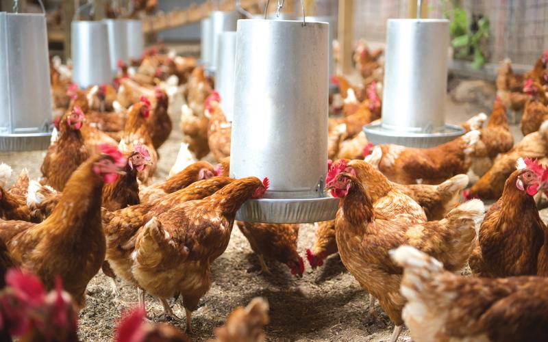 Highly Pathogenic Avian Influenza was found in a poultry farm near the Elbert-Hart county line last week.