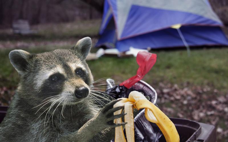 On Jan. 8, a raccoon in Franklin County tested positive for rabies after a dog was exposed.