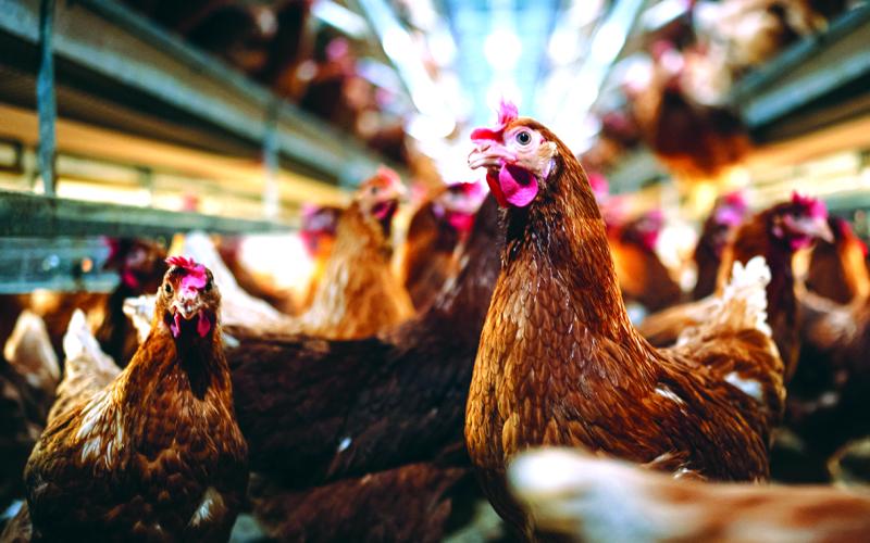 The Georgia Department of Agriculture lifted a suspension of poultry activities like swaps and sales at flea markets and similar places on Monday. The activities had been suspended after bird flu was found on two farms in Elbert County.
