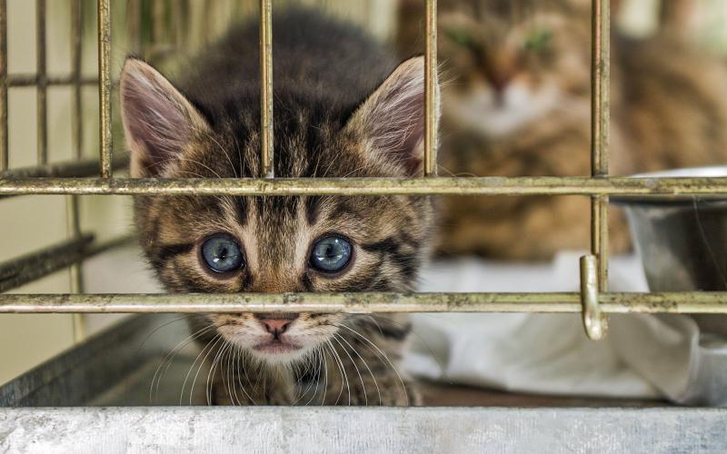 The Hart County Humane Society and the Northeast Georgia Animal Shelter (NEGAS) in Lavonia are overflowing with animals this kitten season. (Stock photo)