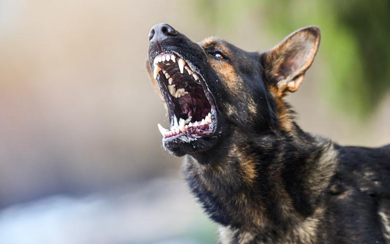 Franklin County commissioners were urged Monday to adopt animal control laws. (Stock photos)