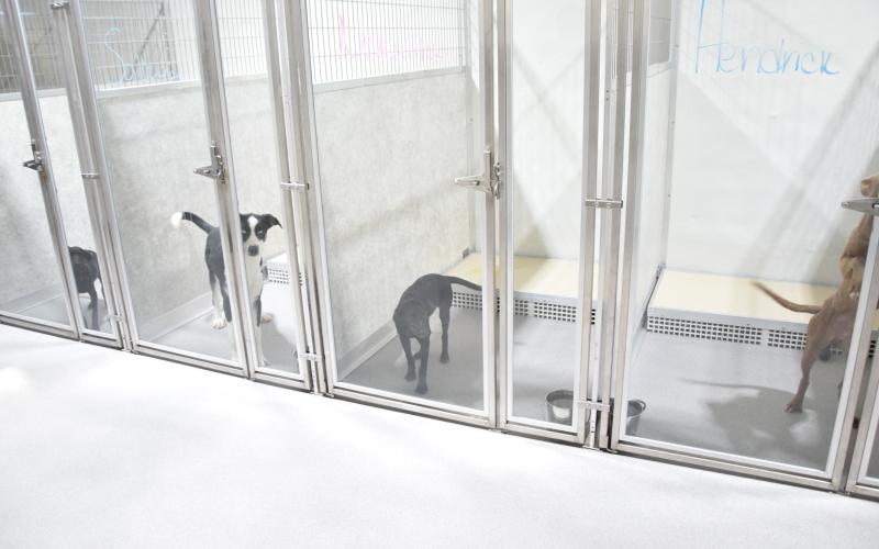 The new adoption building at the Northeast Georgia Animal Shelter in Lavonia includes outdoor pens so that dogs can get some sunshine, new kennels inside with glass doors to allow those looking for pets a good look at a new puppy and storage for plenty of food and supplies.