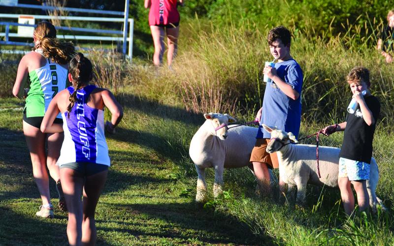 CARNESVILLE – Sawyer and Asher Watkins walked their lambs over from the Franklin County SAE Barn to get a refreshment during the Jan Taylor Invitational Cross Country Meet Thursday at the Bill Woods Pridelands Cross Country Course next door. On the way back, the young FFA members and their lambs paused to watch runners in the girls’ race pass by. (Photo by Shane Scoggins)