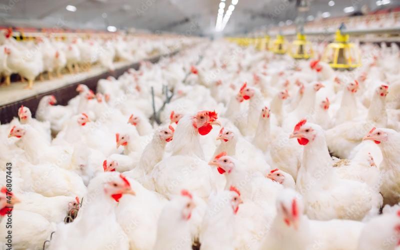 A case of “highly pathogenic avian influenza” has been detected in a commercial poultry flock in Hart County near Lavonia.