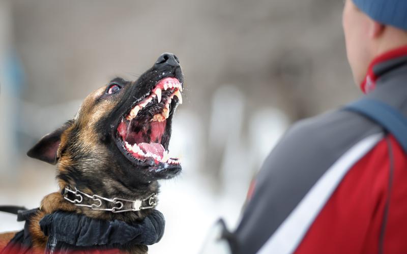 After months of complaint and work, the Franklin County Commissioners passed the county’s first animal control ordinance.