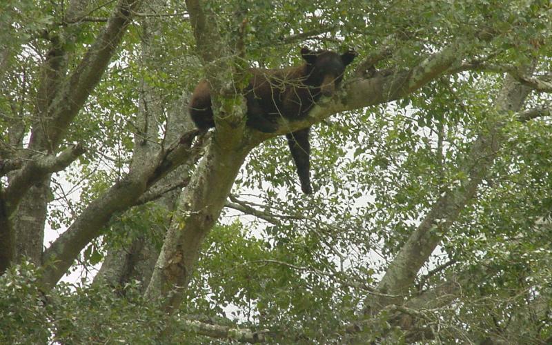 The Georgia Department of Natural Resources has released tips to be Bear Wise. Black bears have been spotted recently in several places in Franklin and nearby counties.