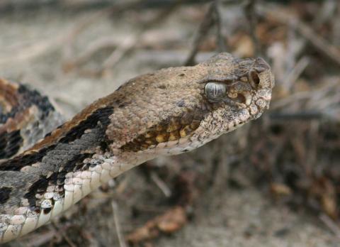 Timber rattler