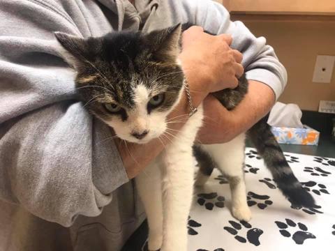 Sylvia the cat was reunited with owner Dorothy Hall after the feline was missing for seven months near Athens.