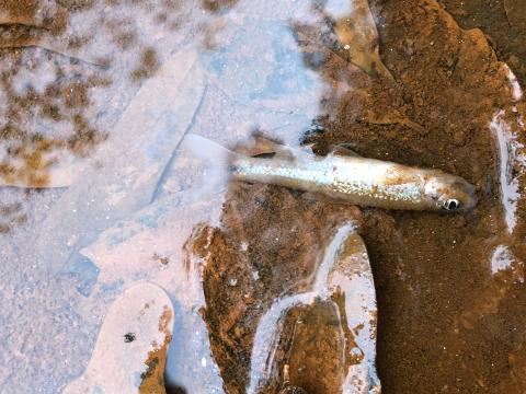 Residents along Indian Creek in northern Franklin County found stinking, black water in the creek Saturday and dead fish. It has been determined that the pollution came from runoff from fire suppressing efforts at the new energy plant on Highway 198.