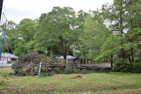 A tree that fell in the Carnesville city limits damaged some signs. It was one of many trees felled during storms overnight Sunday into Monday. The northern part of the county, including the Gumlog area, was hit hard by high winds and a possible tornado.
