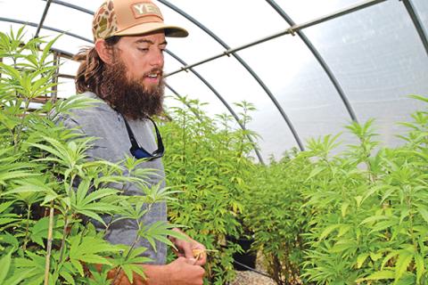 “It grows so fast,” Gatlin Correia says as he shows hemp plants growing in one of the greenhouses on his farm. (Photo by Sinclair)