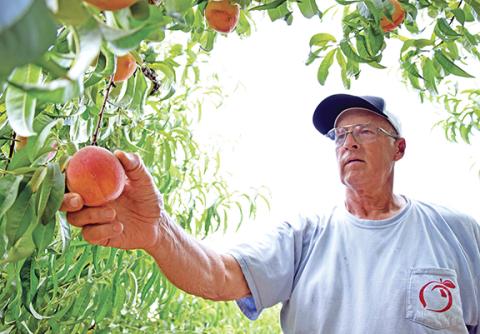 Scott Chitwood picks a peach off a tree at the family orchard on New Franklin Church Road. (Photo by Sinclair)