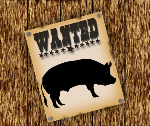 A porcine fugitive has been on the loose for more than a year in the area of the I-85 interchange in Lavonia.