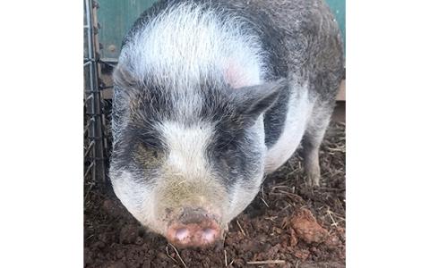 A pig on the loose for months near the I-85 South ramp in Lavonia was captured Saturday by an area animal rescue group. The group named the animal “DD,” for Dunkin Donuts, which is near where the pig had been living.