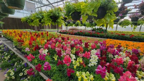 The sale will be at the Franklin County High School greenhouses.