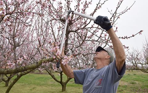 Scott Chitwood prunes an Early August Prince tree, focusing on branches with blooms. He typically starts pruning earlier since it takes a couple of months to complete the job, but learned that it’s better to wait until after a freeze. (Photo by Sinclair)
