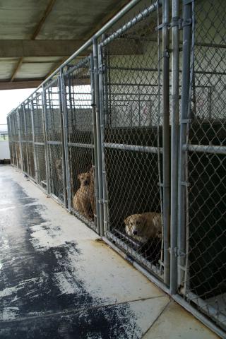 The Northeast Georgia Animal Shelter is seeking people to adopt to save the lives of dogs. The shelter is currently at three times its capacity. The shelter is also in need of donations of dog food, cat food and cleaning supplies. (Photo by Raese)