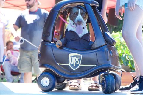 The Lavonia Chamber of Commerce held a Jeep Pet Fest Saturday in downtown Lavonia. The event included a jeep parade, vendors and a pet costume contest hosted by Peachy Paws at the Gazebo.