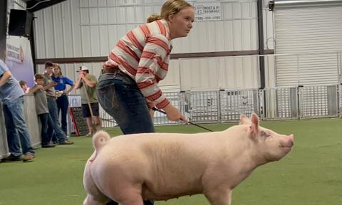 Allie Oliver is a first-year pig showman. She earned her first belt buckle at the Franklin County Livestock Show with a win in Novice Showmanship.