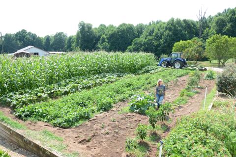 Connie Cowart says she caught the gardening bug from her grandfather who continued growing things well into his 80’s. This week she was pleased to see that her silver queen corn has finally shown signs of silk on the ears. Cowart and other Franklin County gardeners shared their stories in light of “National Weed Your Garden Day” last week.