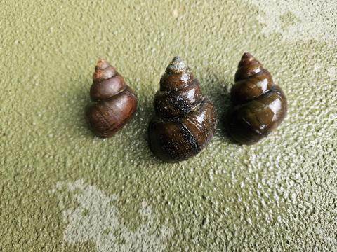 A member of the genus Cipangopaludina, Chinese/Japanese Mystery Snails have been found in multiple waterbodies within Georgia, now including Lake Lanier. 