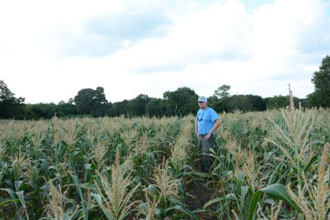 Cole Roper, owner of Cole’s Sweet Corn, surveys a field of late-planted corn that never grew above waist high. “This two-acre field is a total loss,” he said. “We’ll just bushhog it down.” Drought conditions since Memorial Day cut Roper’s sweet corn season three weeks shorter than normal. (Photos by Eavenson)