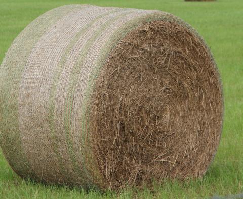 The Georgia Farm Bureau is accepting entries of dry Bermudagrass hay until Oct. 31 for its 2024 Quality Hay Contest. 