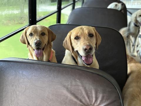 Waylon, a stray dog in the Carnesville community, chased a doggy daycare bus and ended up finding his forever home. He now gets to ride the bus to Keller Creek Board and Grooming with his new sister Nelli.