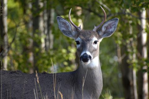 A deer shot by a hunter in South Georgia has tested positive for Chronic-Wasting Disease (CWD), the state Department of Natural Resources (DNR) reported Thursday.
