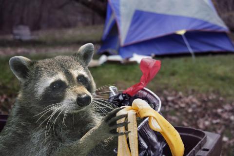 On Jan. 8, a raccoon in Franklin County tested positive for rabies after a dog was exposed. 