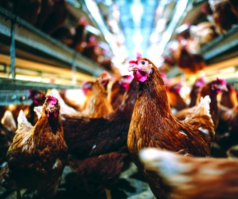 The Georgia Department of Agriculture lifted a suspension of poultry activities like swaps and sales at flea markets and similar places on Monday. The activities had been suspended after bird flu was found on two farms in Elbert County.
