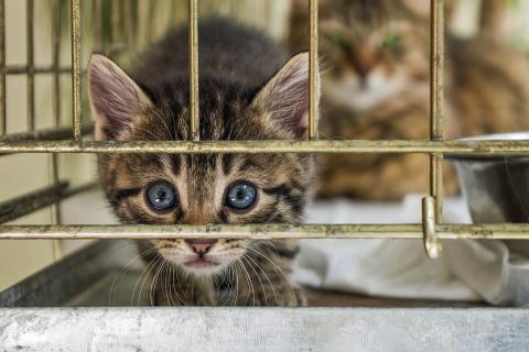 The Hart County Humane Society and the Northeast Georgia Animal Shelter (NEGAS) in Lavonia are overflowing with animals this kitten season. (Stock photo)