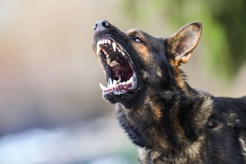 Franklin County commissioners were urged Monday to adopt animal control laws. (Stock photos)